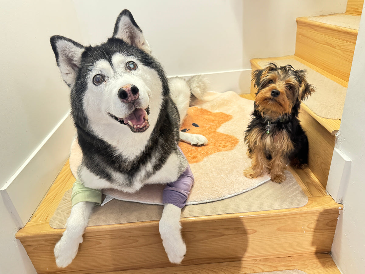 JTH Pet Bakery