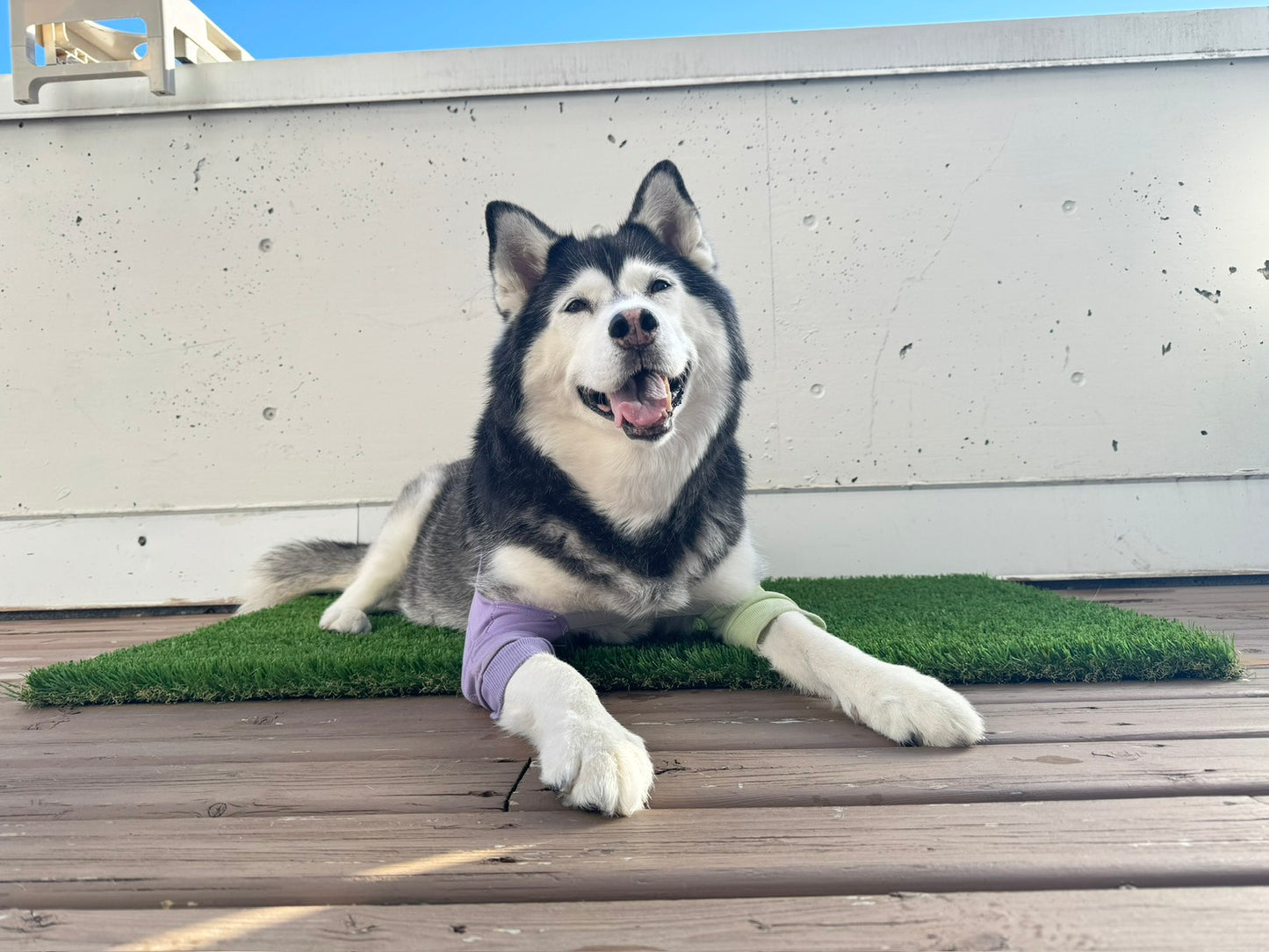 Dog Protective Join Sleeve *ETA Aug 15 2026*