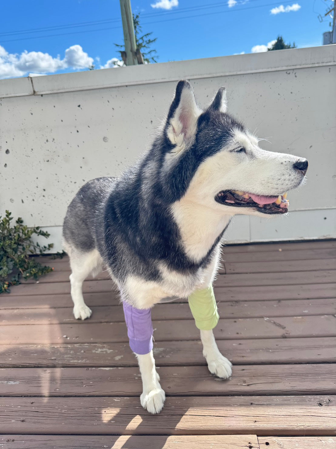 Dog Protective Join Sleeve *ETA Aug 15 2026*