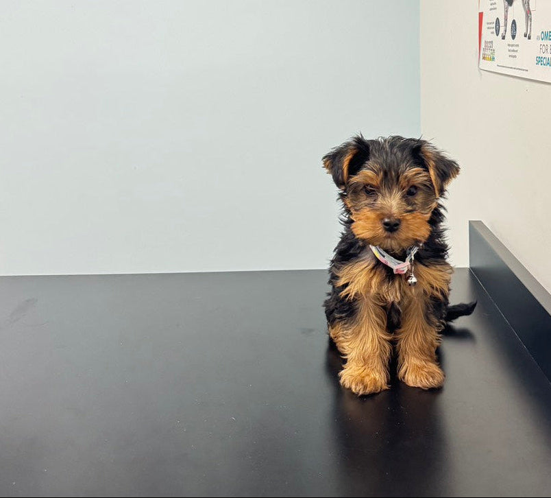 JTH Pet Bakery