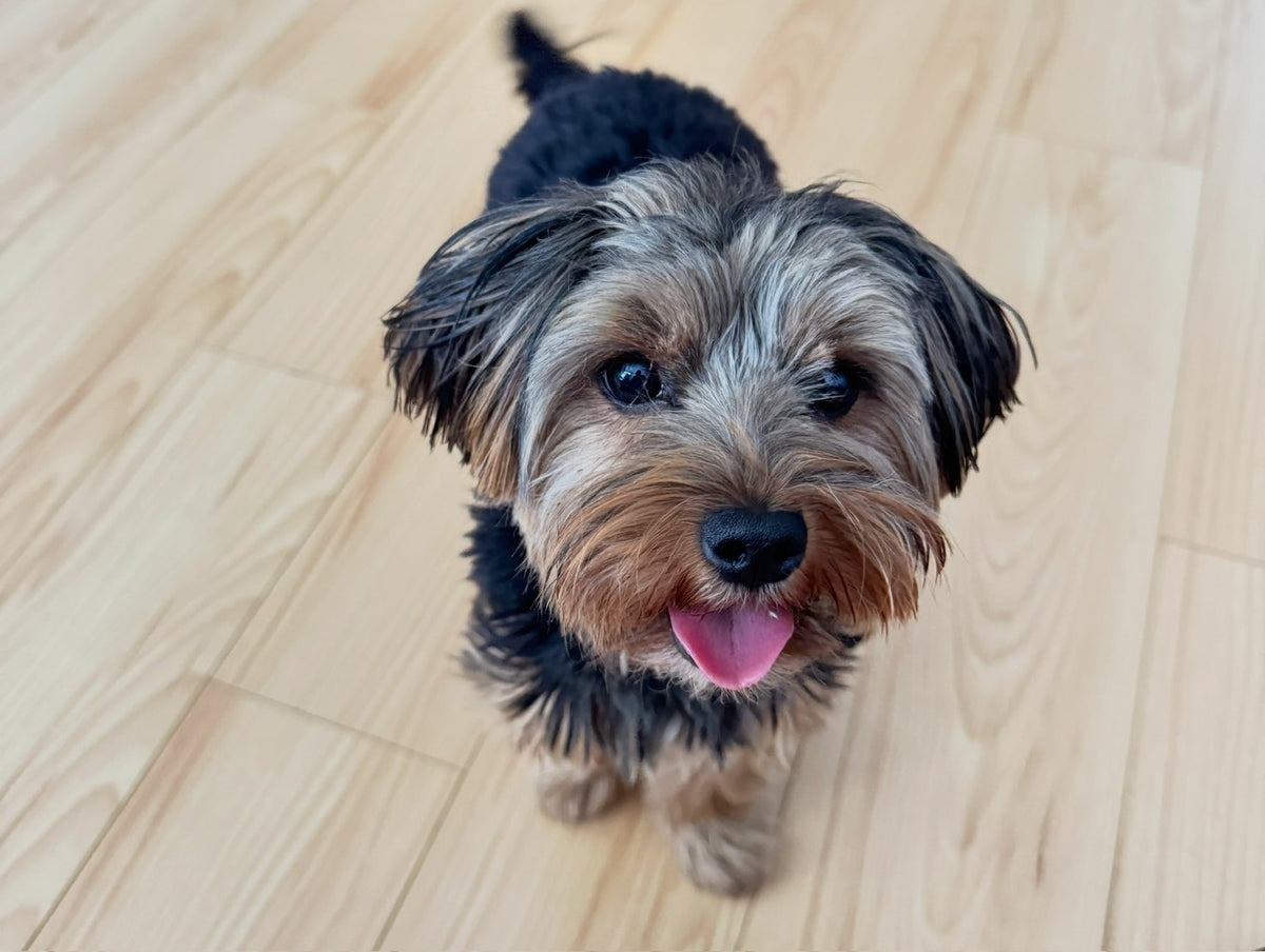 JTH Pet Bakery